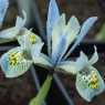 Iris 'Katherine Hodgkin' AGM