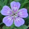 Geranium 'Havana Blues'