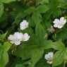 Geranium nodosum 'Silverwood'