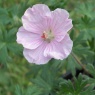 Geranium sanguineum striatum