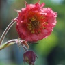 Geum 'Bell Bank'