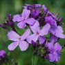 Hesperis matronalis