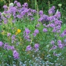 Hesperis matronalis