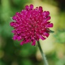 Knautia macedonica