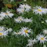 Leucanthemum 'Old Court Variety'