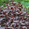 Persicaria microcephala 'Red Dragon'