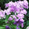 Phlox x arendsii  'Hesperis'