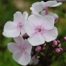 Phlox paniculata 'Monica Lynden Bell'