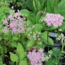 Pimpinella major 'Rosea'