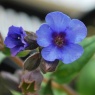 Pulmonaria ang. 'Blue Ensign'