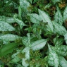 Pulmonaria longifolia 'Diana Clare'