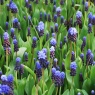 Muscari latifolium