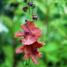 Verbascum 'Petra'