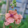 Verbascum 'Royal Highland'