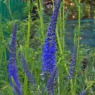 Veronica longifolia 'Marietta'