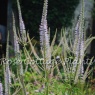 Veronicastrum virginicum 'Lavendelturm'