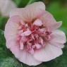 Alcalthaea suffrutescens ‘Park Friedan'