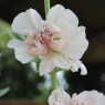 Alcalthaea suffrutescens Parkallee