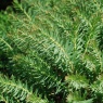 Euphorbia seguieriana subsp. niciciana