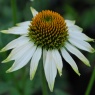 Echinacea White Swan