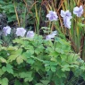 Anemone 'Ruffled Swan'