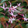 Gillenia trifoliata ‘Pink Profusion’