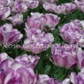 Tulipa 'Shirley Double'