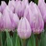 Tulipa 'Silver Cloud'