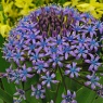 Scilla peruviana