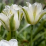 Tulipa 'Green Spirit'
