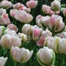 Tulipa 'Finola'