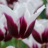 Tulipa 'Spitsbergen'