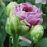 Tulipa 'Violet Pranaa'