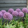 Allium 'Dutchman'