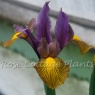 Iris hollandica Picasso