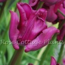 Tulipa 'Negrita Crown'