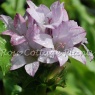 Campanula glomerata ‘Caroline’