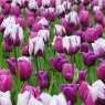  'Purple Passion' Tulip Collection