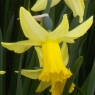 Narcissus 'February Gold' AGM