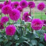 Dahlia 'Cornwall Island' AGM