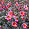 Dahlia 'Dahlegria Tricolore'