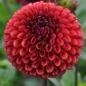 Dahlia 'Copperboy' ('Sturm 807')