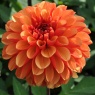 Dahlia 'American Sunset'