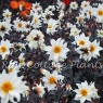 Dahlia 'Little Swan'