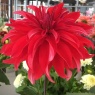 Dahlia 'Red Labyrinth'