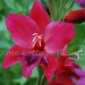 Gladiolus 'Volcano'