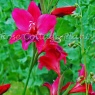 Gladiolus 'Vulcano'