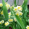 Narcissus 'Minnow' AGM
