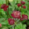 Astrantia major 'Gil Richardson'