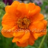 Geum 'Prinses Juliana'